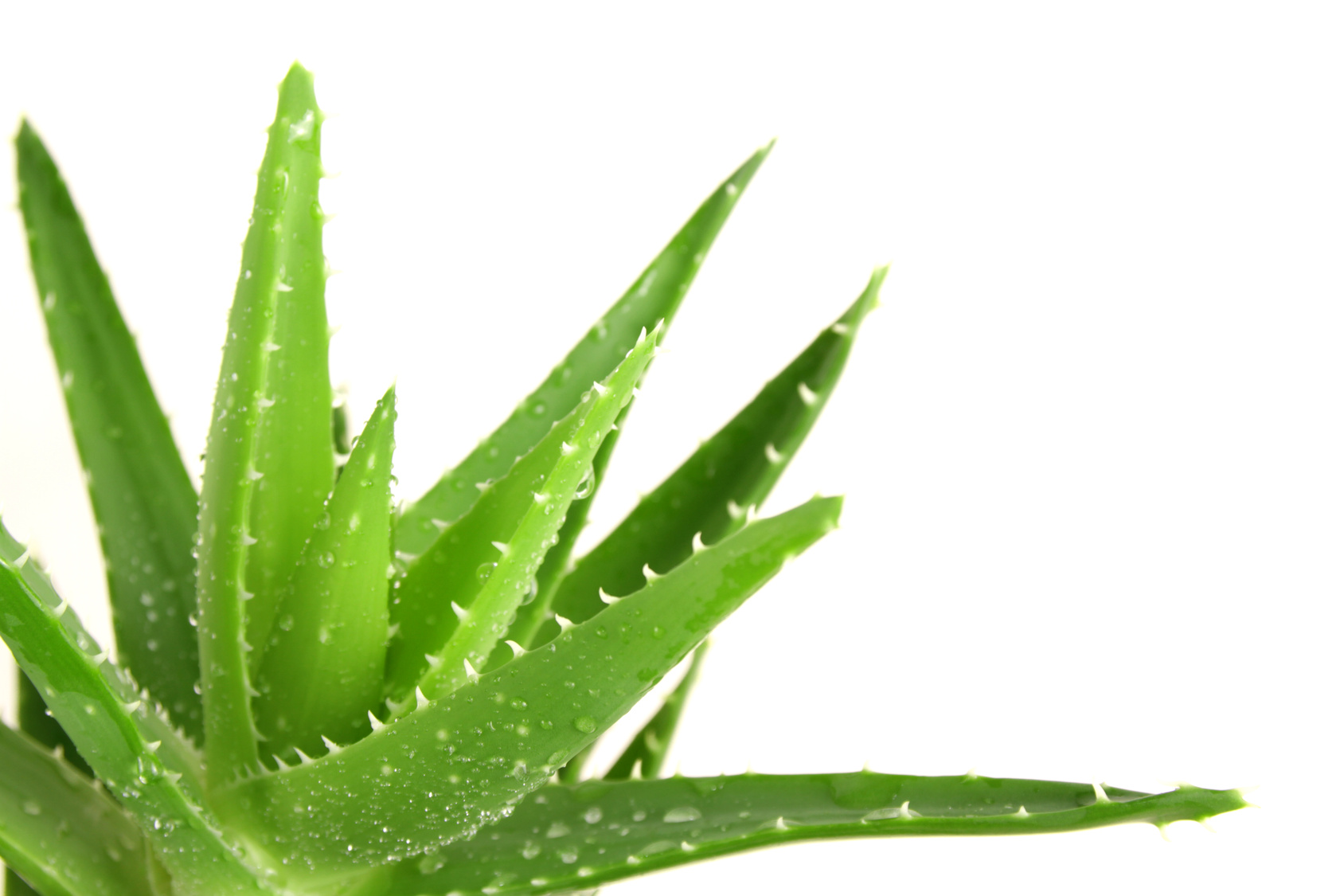 Etiket: Aloe Vera’nın faydaları Etiket: Aloe Vera’nın faydaları