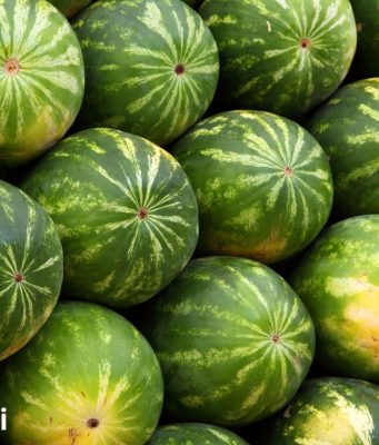 Karpuzun İyisi Nasıl Seçilir Biliyor Musunuz?