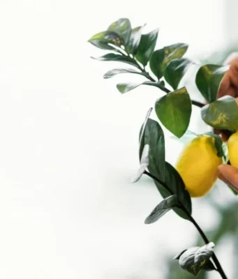Evde Limon Ağacı Nasıl Yetiştirilir?
