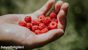 Ahududu (Frambuaz) Nedir? Ahududu Faydaları Nelerdir?