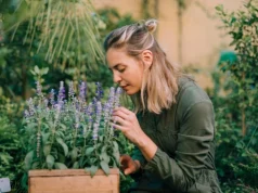 Sivrisinekleri Uzaklaştıran Bitkiler