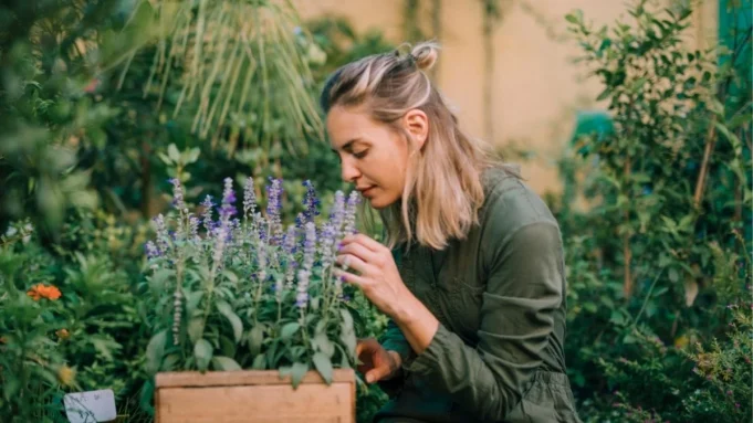 sivrisinekleri-uzaklastiran-bitkiler