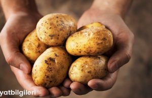 Yoğurtlu Patates: Sağlıklı ve Lezzetli Bir Alternatif