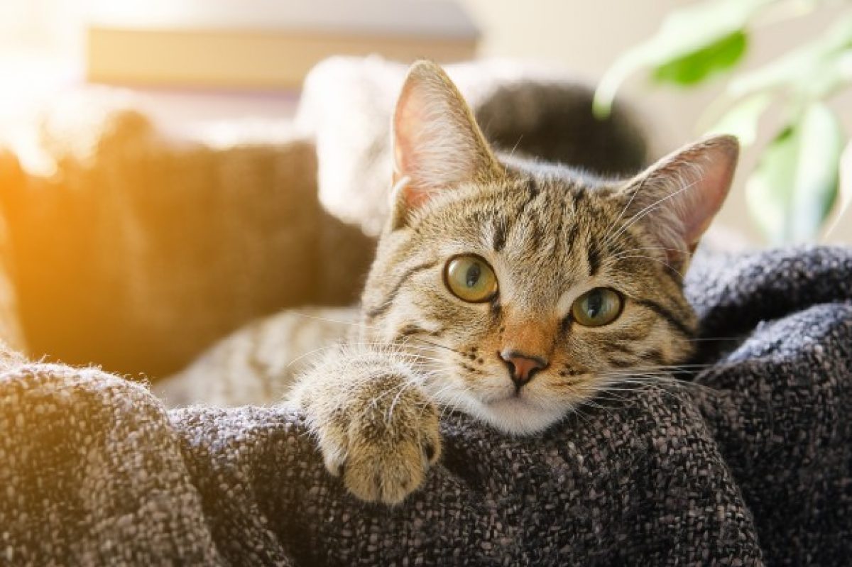 Ruyada Kedi Gormek Ne Anlama Gelir Hayat Bilgileri