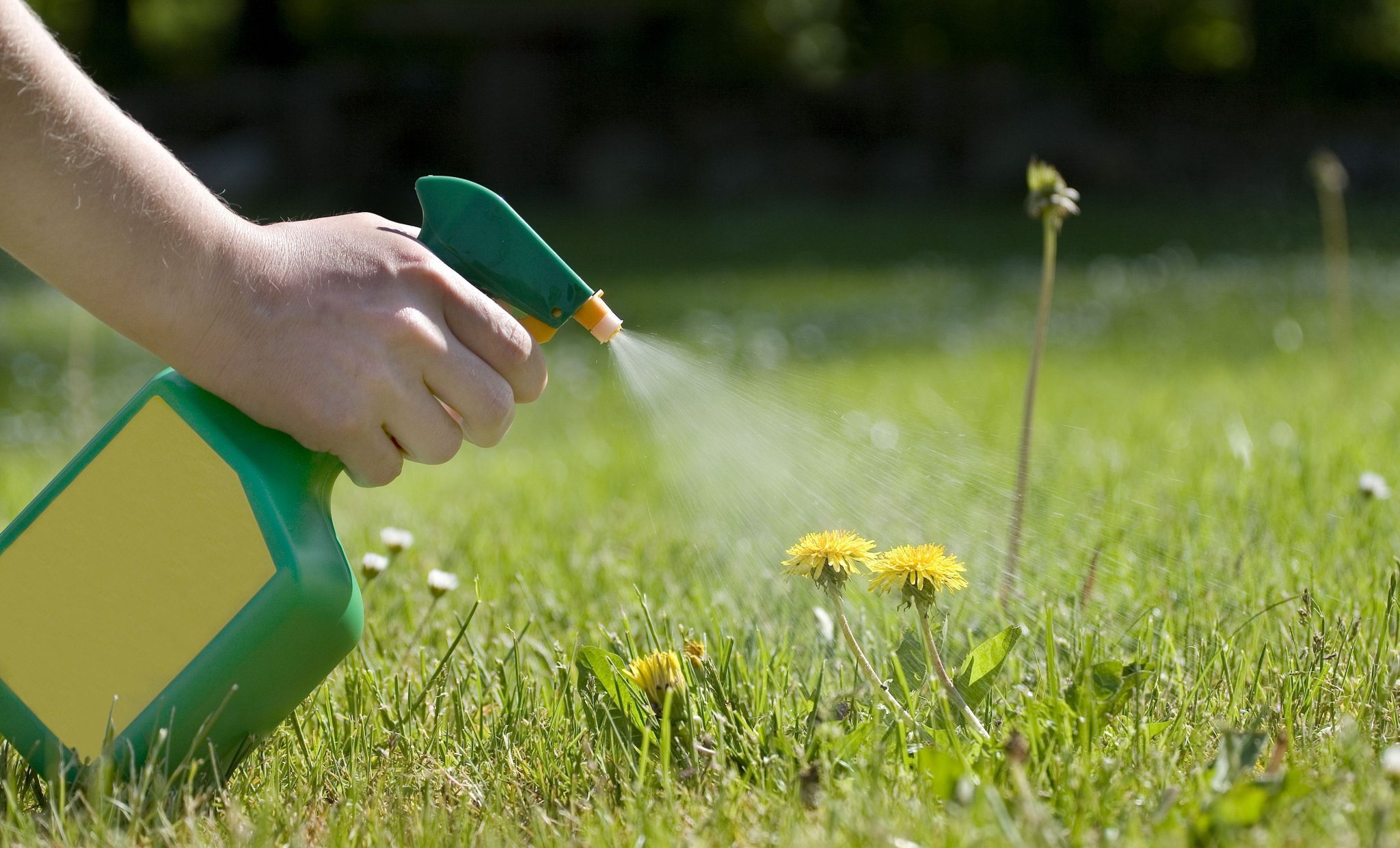 Bahçede Sirke Nasıl Kullanılır? Spraying